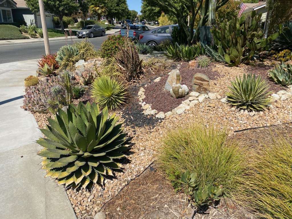 Photo of a xeriscape garden