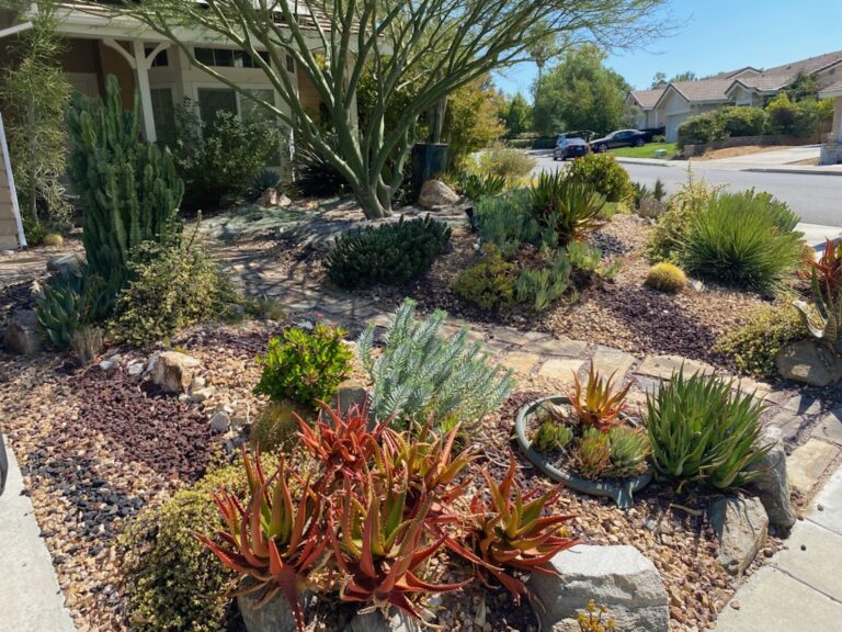 This is an example of a Xeriscape garden