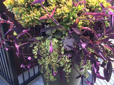 Photo of large succulents next to a fence