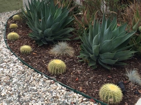 Succulents as part of a decorative planting bed
