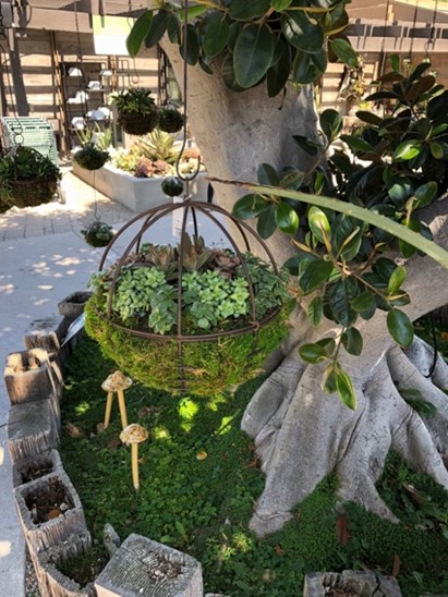 Hanging basket filled with succulents