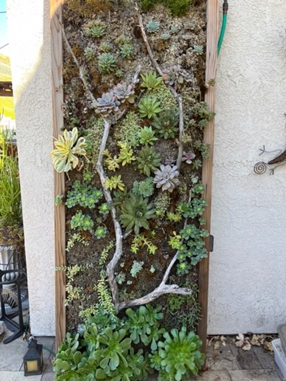 Vertical succulent wall