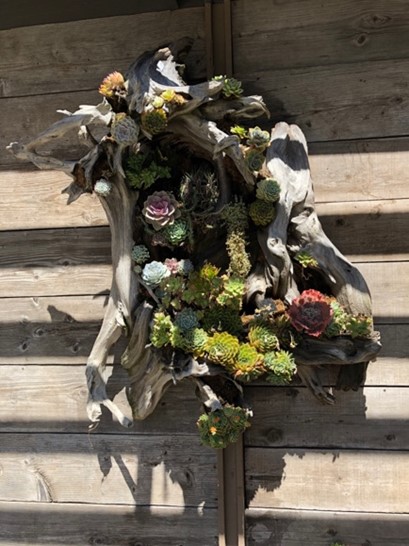 Hanging flower arrangement incorporating succulents