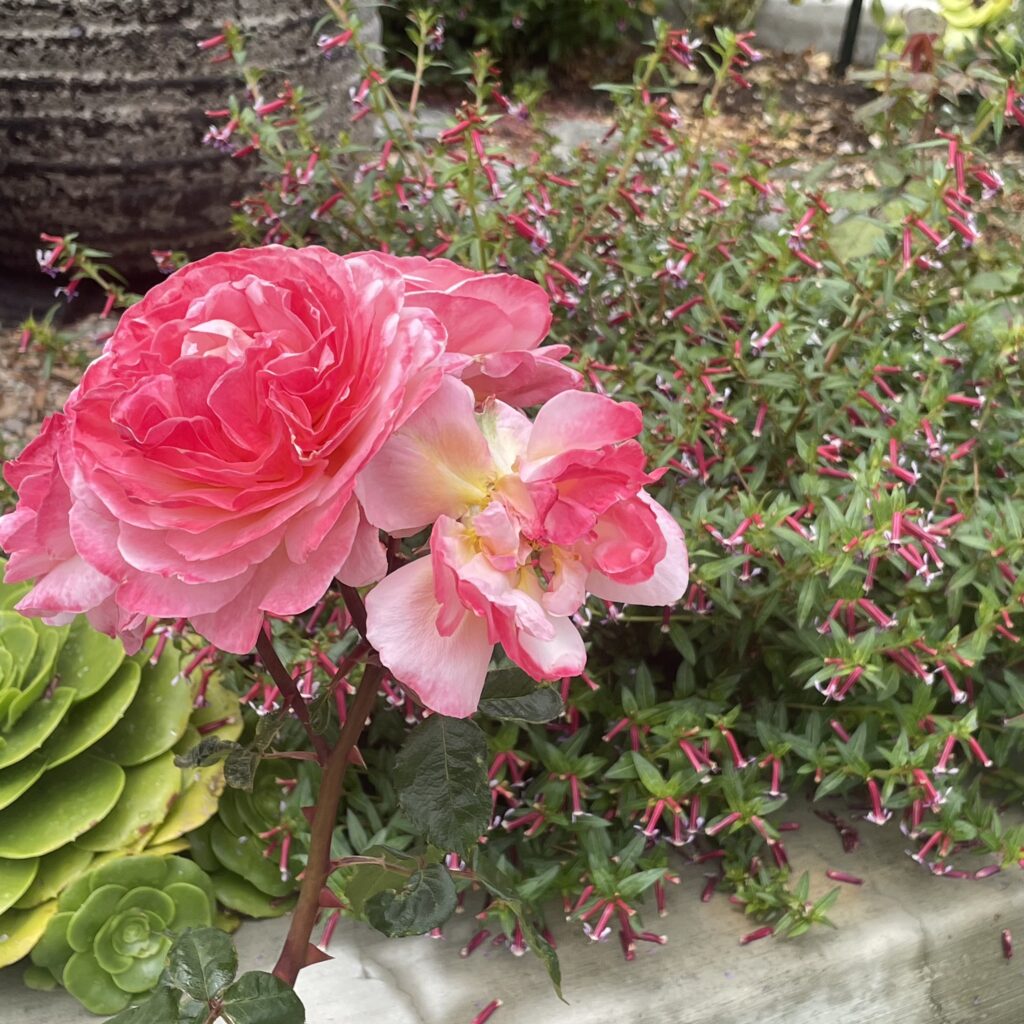 Close up of a Martha Stewart Rose at Roger's Gardens in Newport Beach