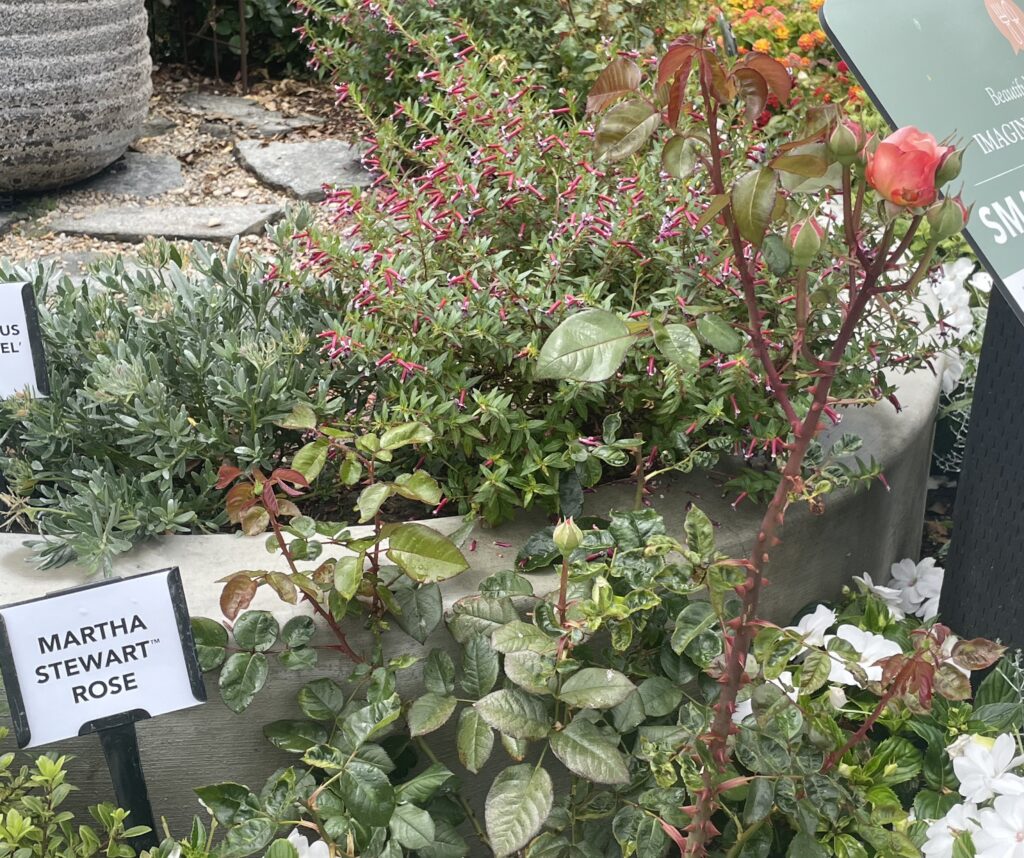 A Martha Stewart Rose Bush at Roger's Gardens in Newport Beach