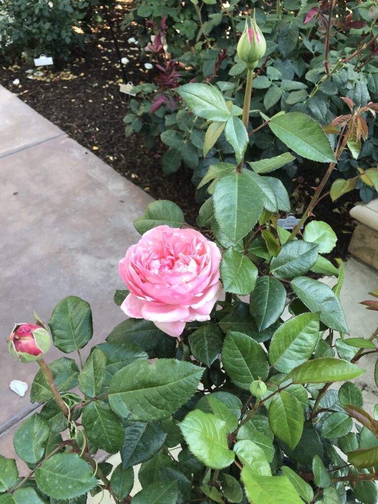 The Martha Stewart Rose bush. It is beautifully scented with notes of citrus and honeysuckle.