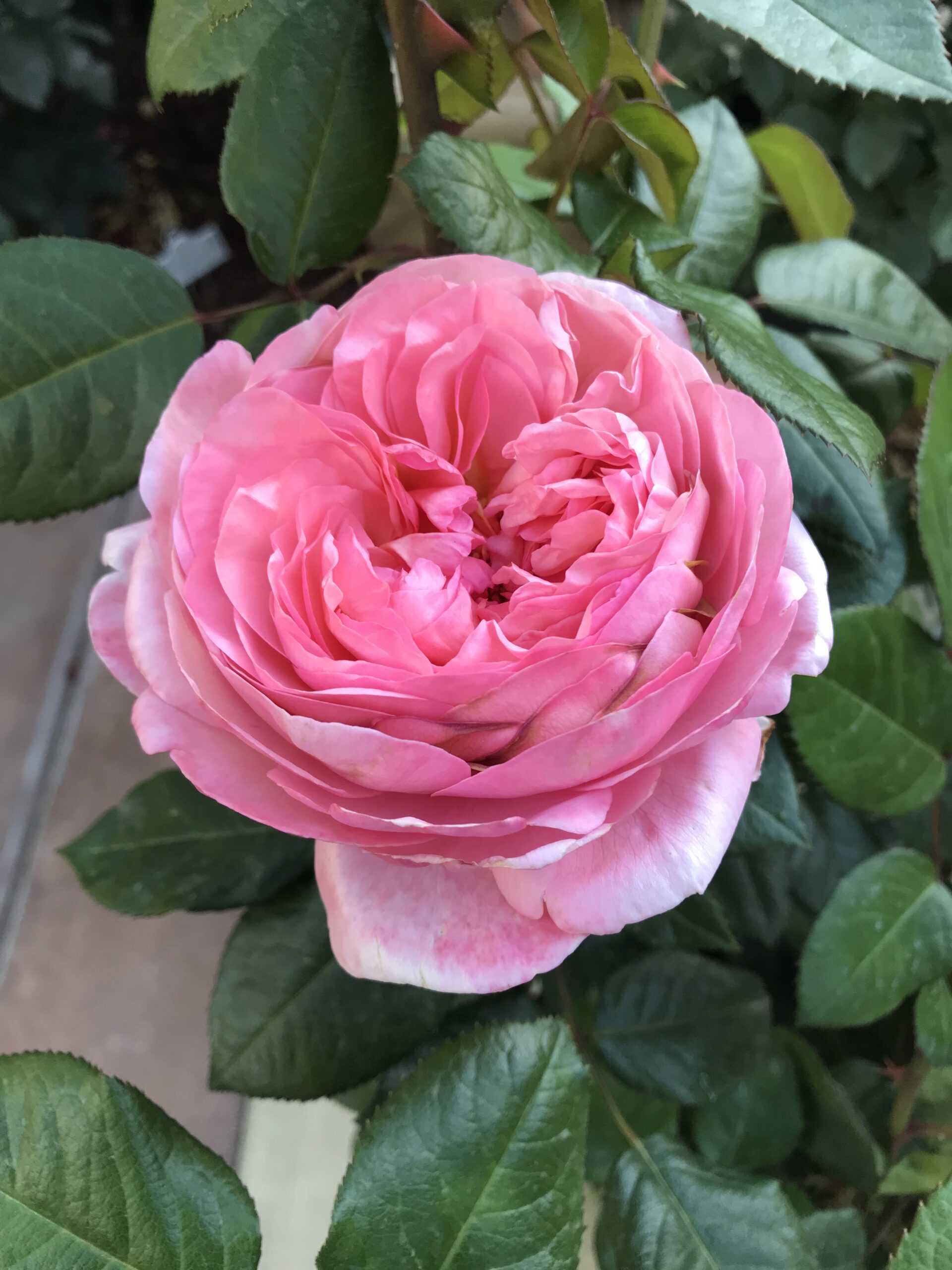 Close up of the Martha Stewart Rose, which has over 100 petals in shades of ballet pink and apricot.