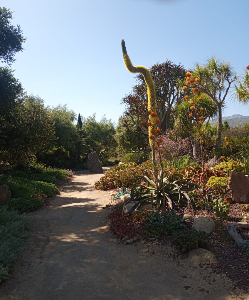 Many unusual plants thrive in the mild coastal climate