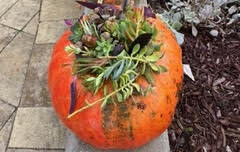 A fall craft of pumpkins, moss and succulents