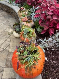 A fall craft of pumpkins, moss and succulents