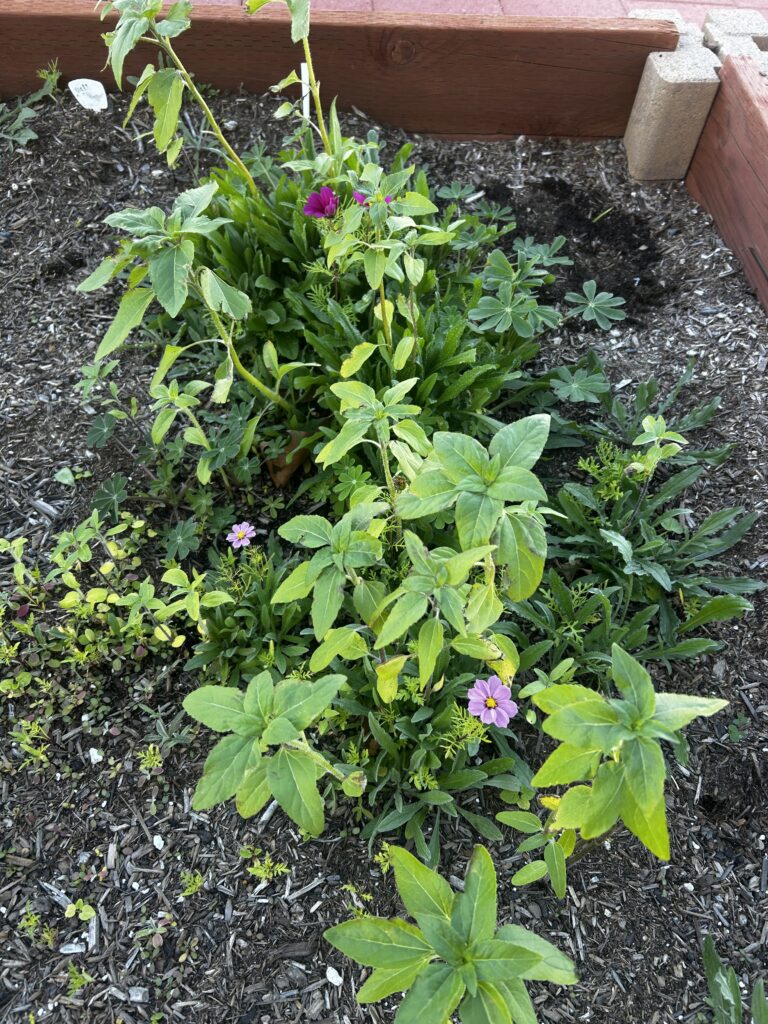 Students learn to grow flowers and vegetables in raised beds with the help of Sunshine Garden Club volunteers