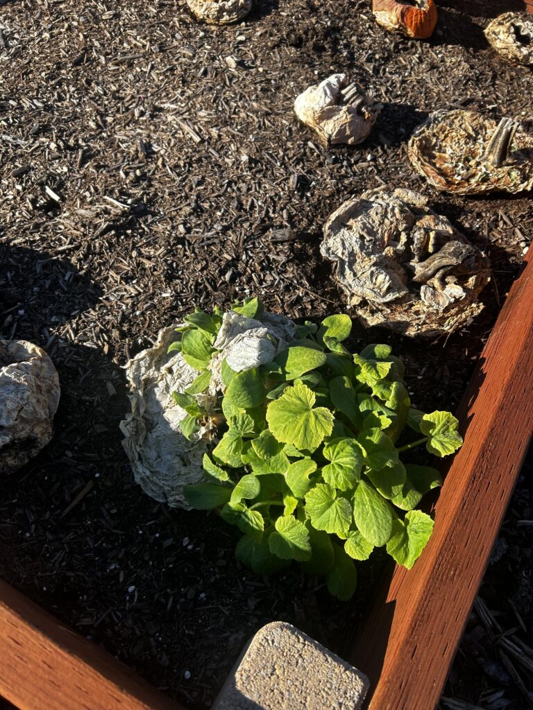 Old pumpkins planted in the Pinetree raised garden beds sprout new plants as they decompose