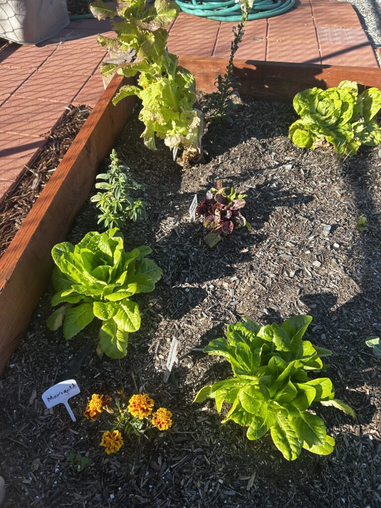 Students learn to grow flowers and vegetables in raised beds with the help of Sunshine Garden Club volunteers